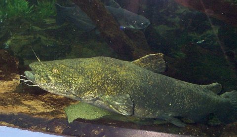 Flathead Catfish Pictures