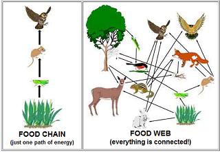 Food Chain And Food Web