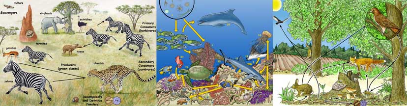 Food Chain And Food Web Examples