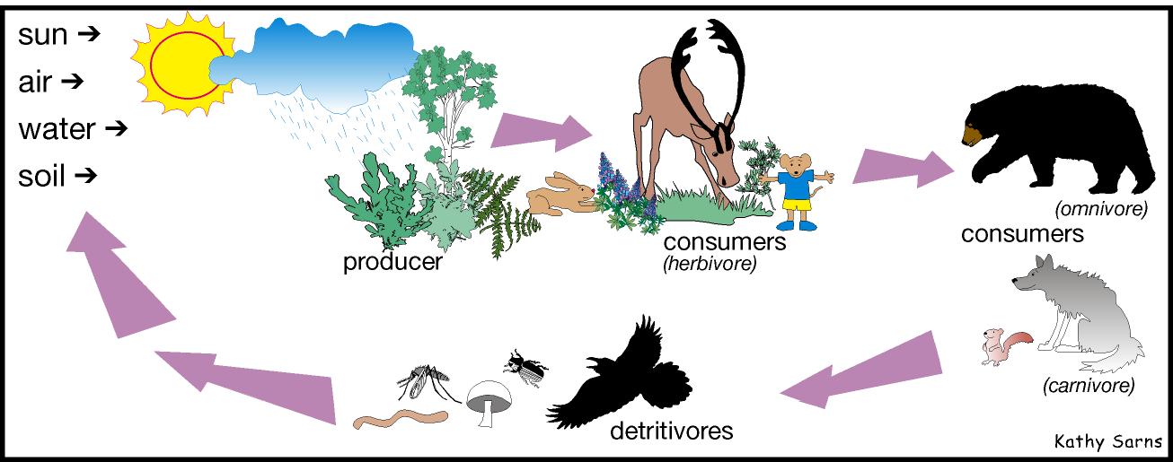 Food Chain And Food Web Examples