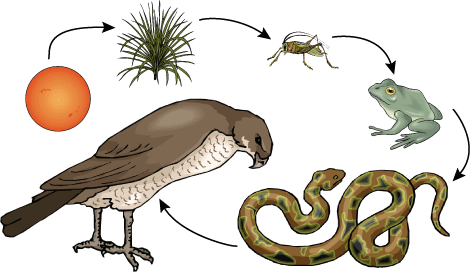 Food Chain And Food Web Examples