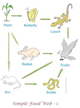 Food Chain And Food Web Examples