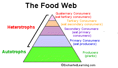 Food Chain And Food Web Examples