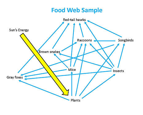 Food Chain And Food Web Examples