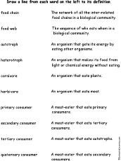 Food Chain Definition