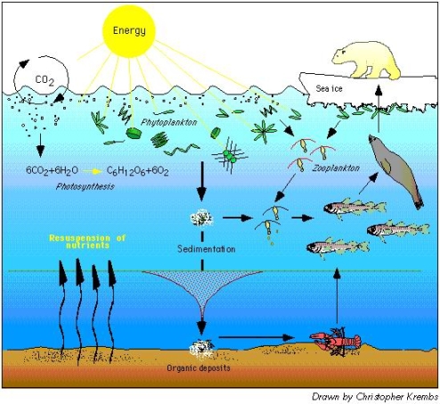 Food Chain Diagram