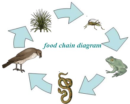 Food Chain Diagram