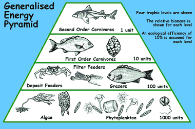 Food Chain Diagram Pyramid