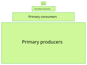 Food Chain Diagram Pyramid