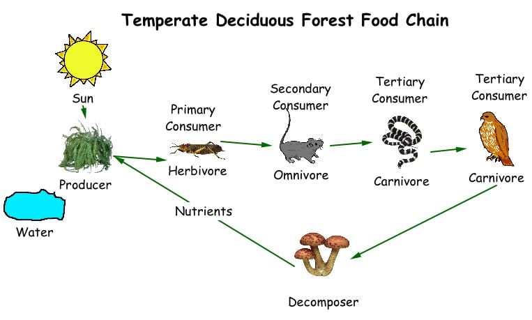 Food Chain Pictures