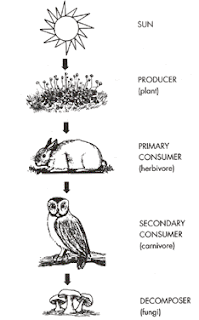 Food Chain Pictures