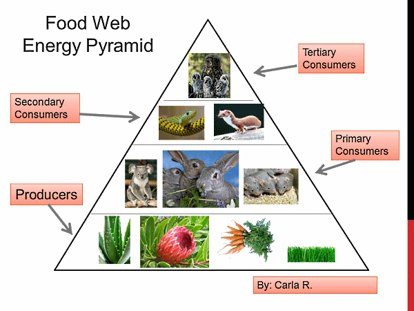 Food Chain Pyramid Diagram