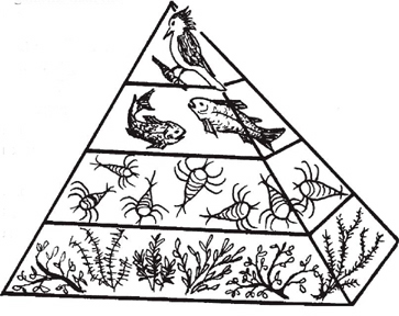 Food Chain Pyramid Diagram