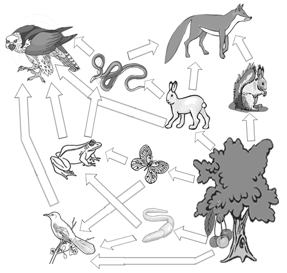 Food Chain Worksheet