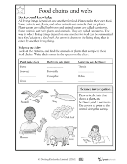 Food Chain Worksheet