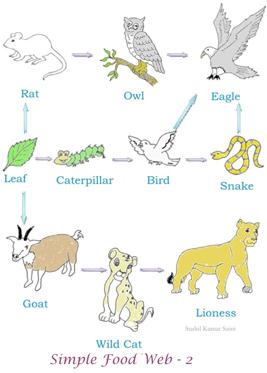 Food Chains For Kids