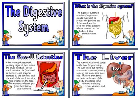 Food Groups Worksheet Ks2