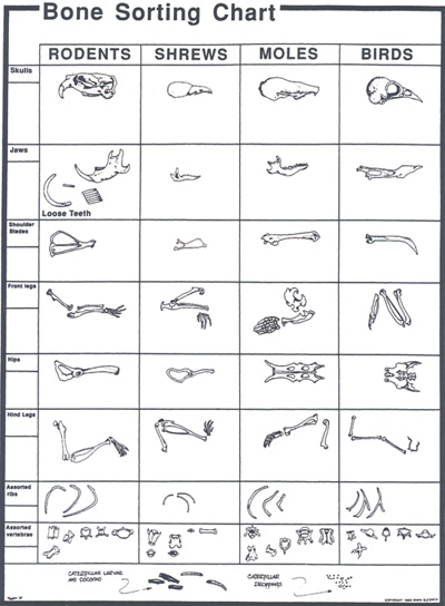 Food Web Activity Cards