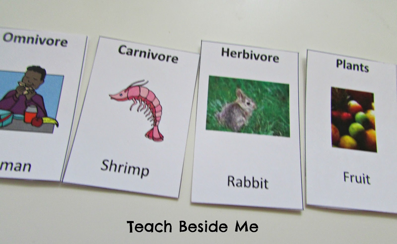 Food Web Activity Cards