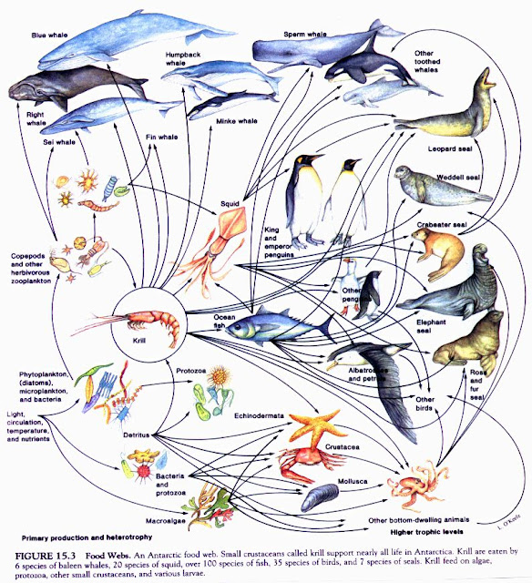 Food Web And Food Chain