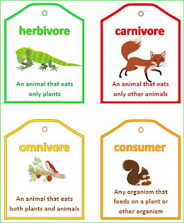 Food Web Definition