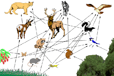 Food Web Definition