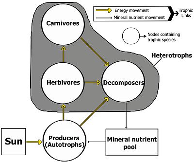 Food Web Definition