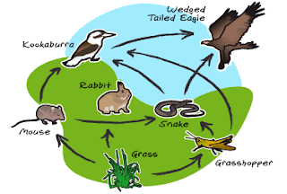 Food Web Definition