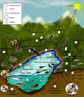 Food Web Definition