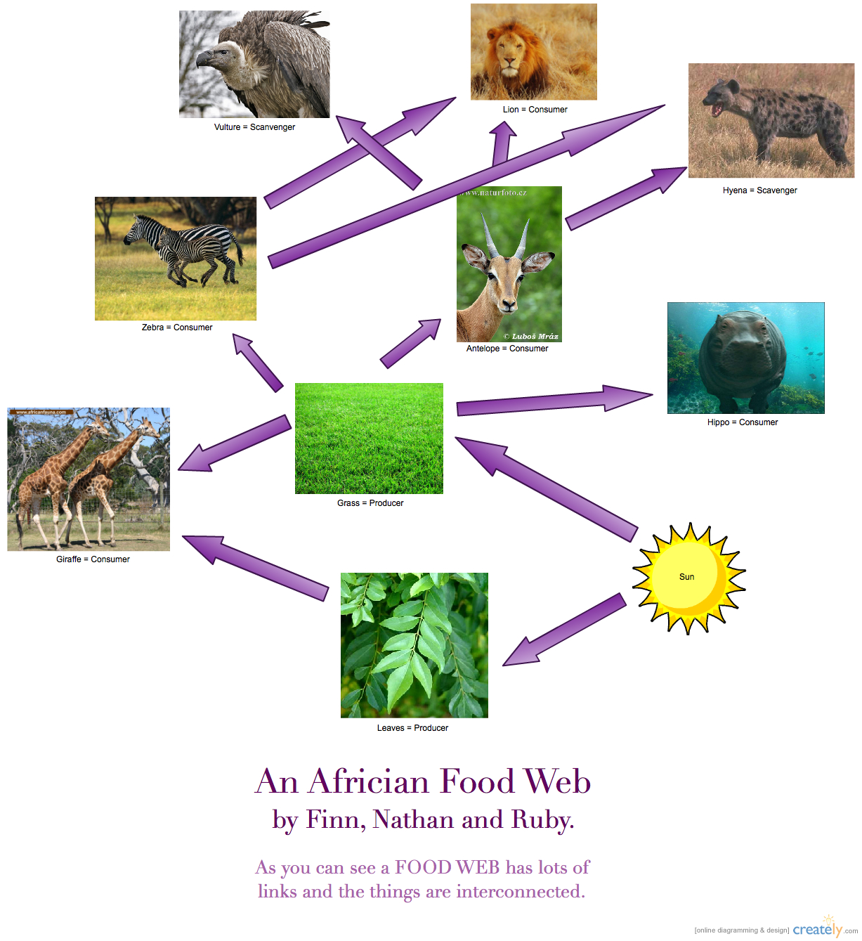 Food Web Diagram For Kids