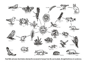 Food Web Diagram For Kids