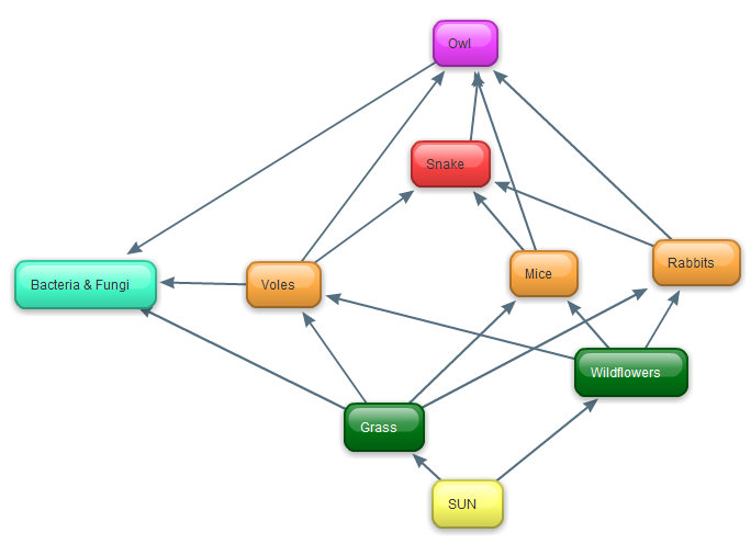 Food Web Diagram For Kids