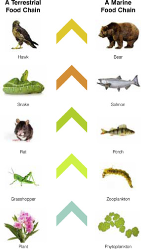 Food Web Diagram For Kids