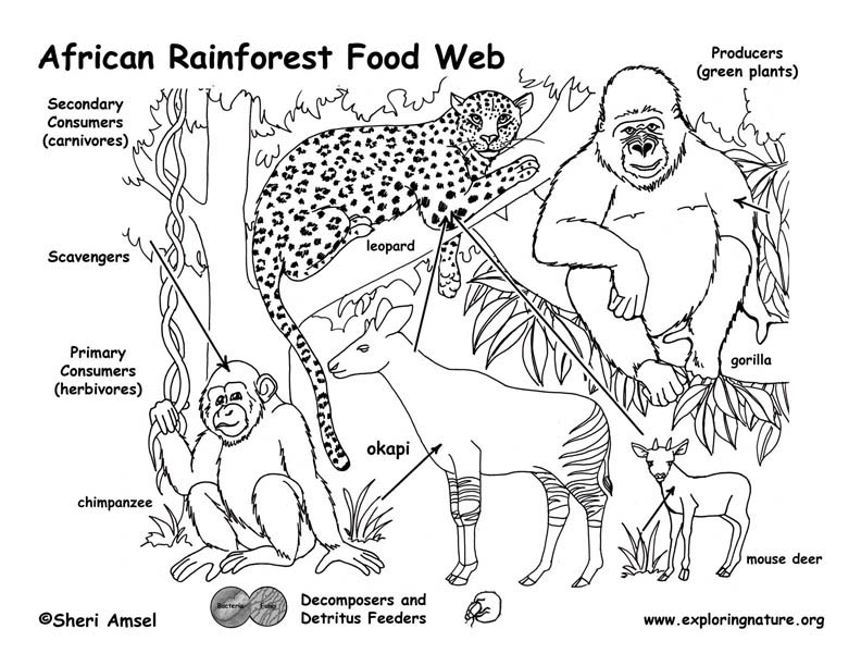 Food Web Diagram For Kids