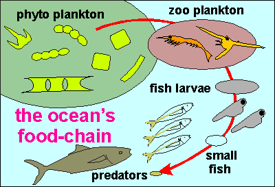 Food Web Diagram For Kids