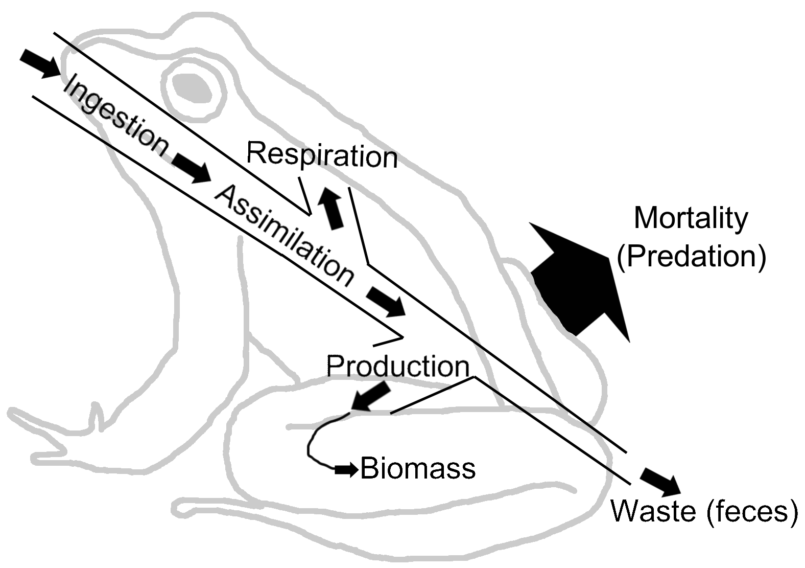 Food Web Diagram Labeled