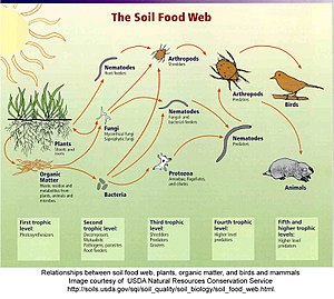 Food Web Examples