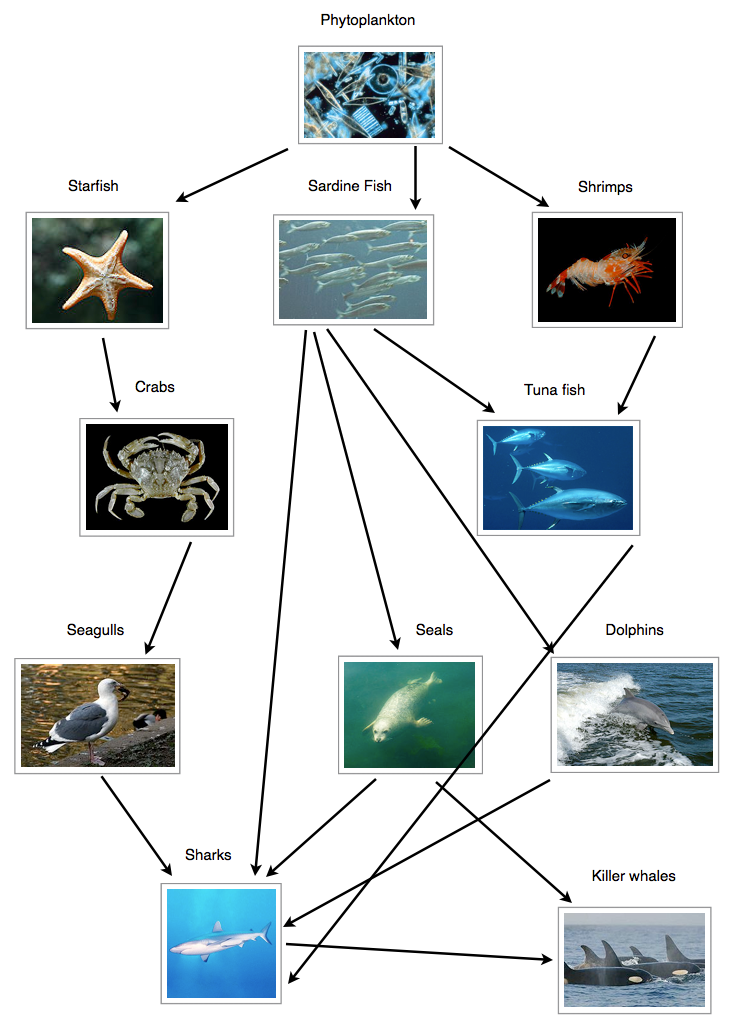 Food Web Examples