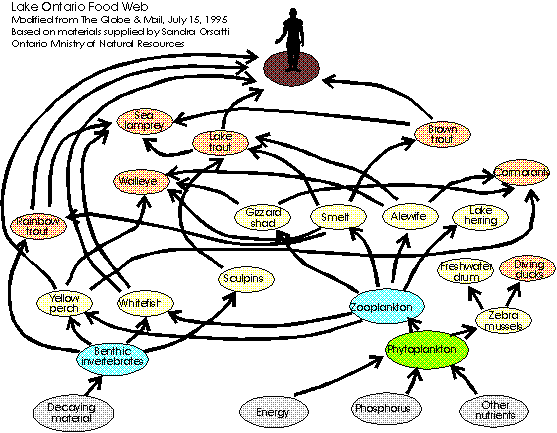 Food Web Examples