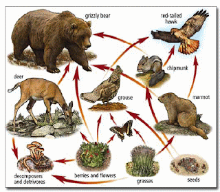 Food Web Examples