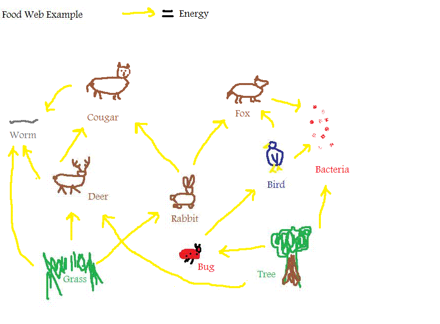 Food Web Examples