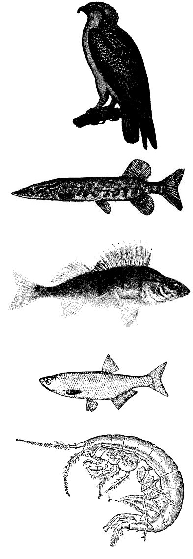 Food Web Examples Easy