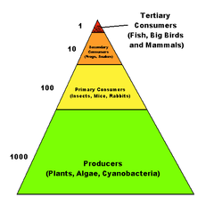 Food Web Examples Easy