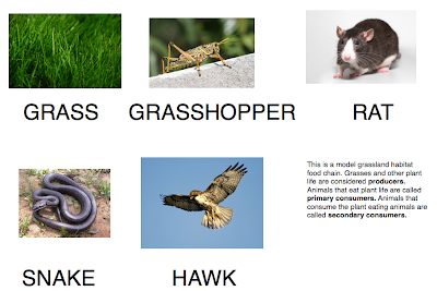 Food Web Examples Easy