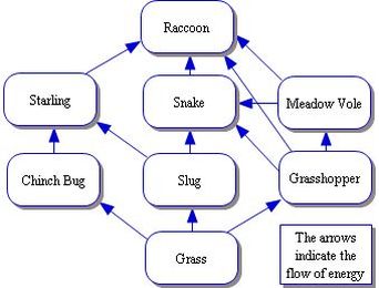 Food Web Examples Simple