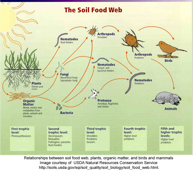 Food Web Examples Simple