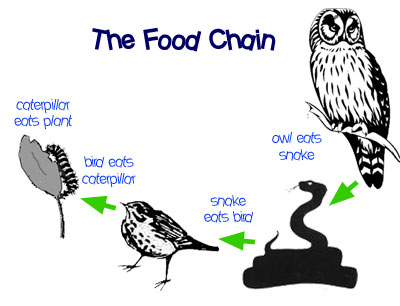 Food Web Examples Simple