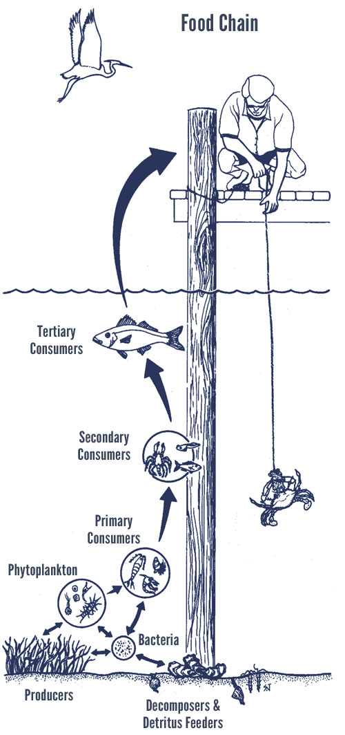 Food Web Examples Simple