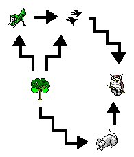 Food Web Examples Simple