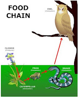 Food Web Examples Simple